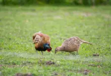 Two Pheasants on a Green Field Breeding Pheasants