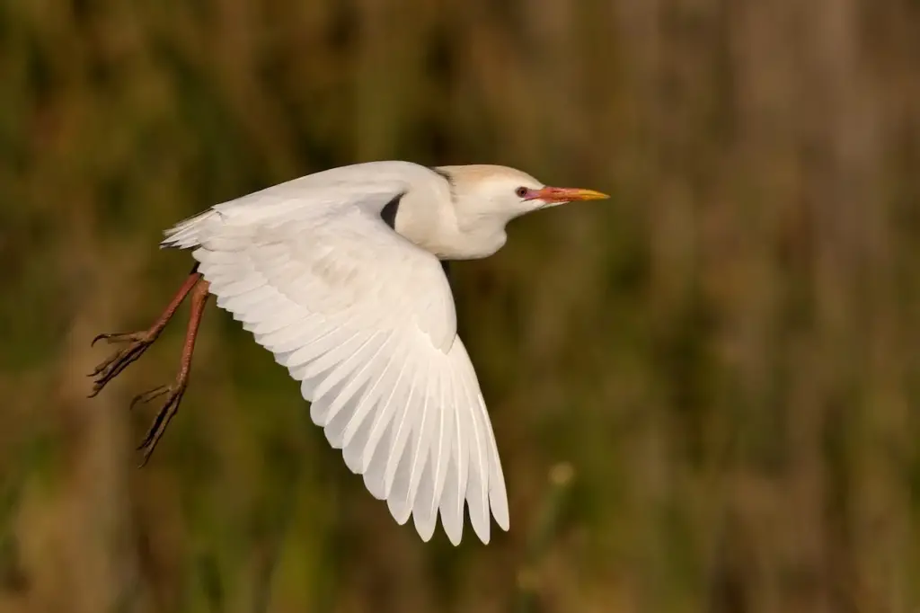 Cattle Egret (Bubulcus ibis) 