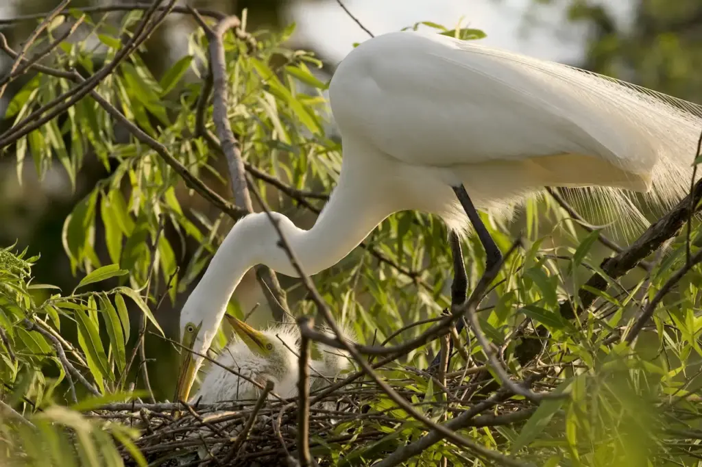 Cattle Egret Feeding Its Chicks 