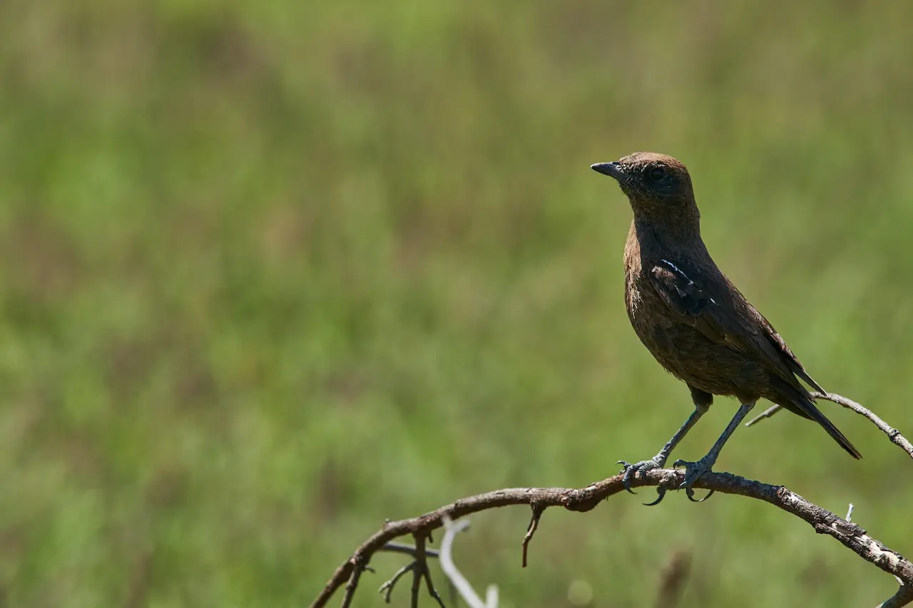 The Chats Sitting In The Thorn Of A Tree