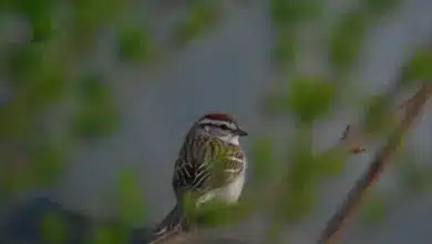 The Clay-colored Sparrows Perched On A Tree