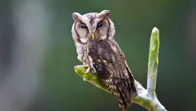 Collared Scops Owls Perched on a Tree Branch