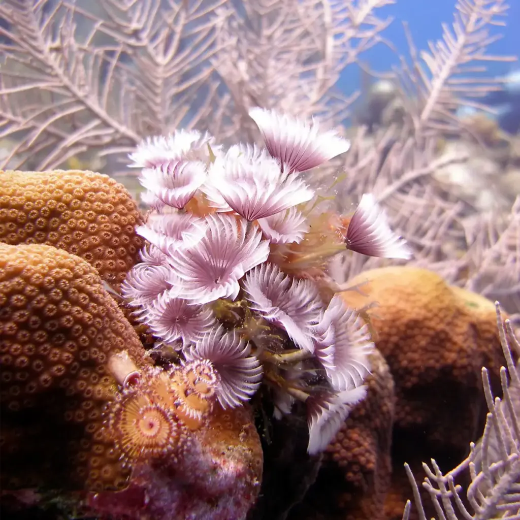 Colony of Feather Duster Worms Brachiopoda