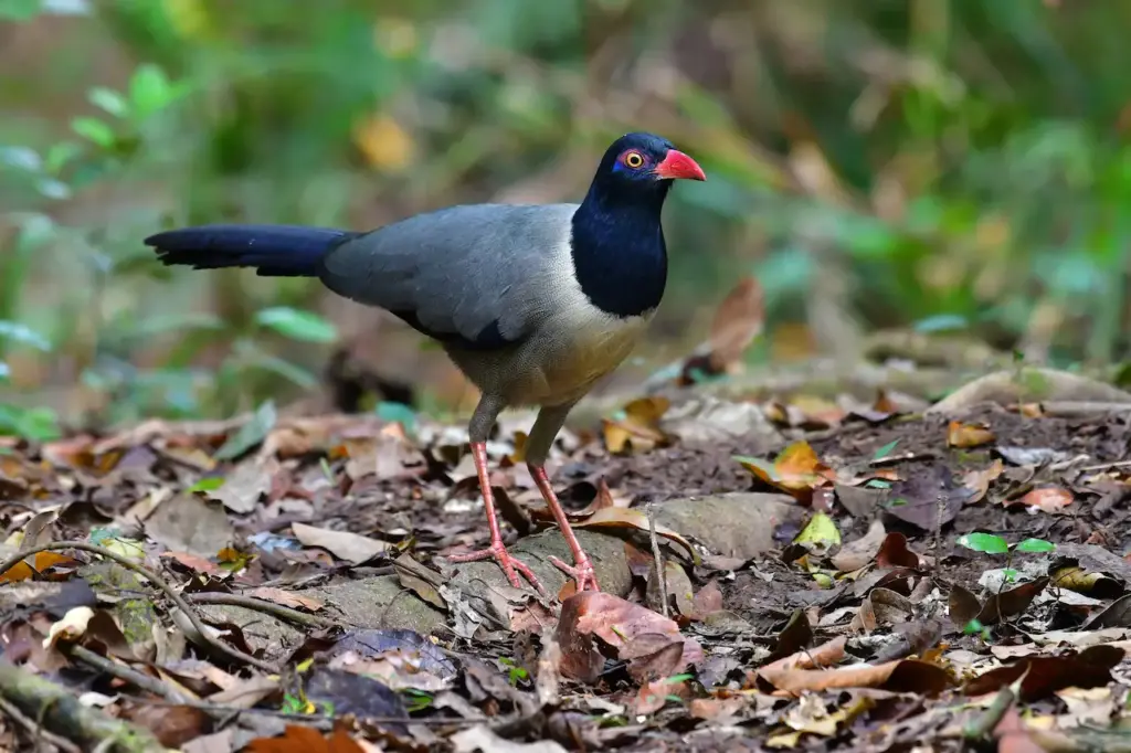 Coral-billed Ground-cuckoo (Carpococcyx renauldi) Walking