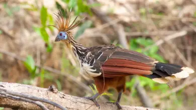 Cuckoos & Hoatzin Perched on Tree Branch