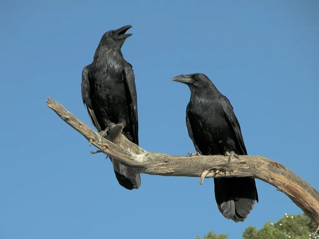 Do Crows Eat Rabbits