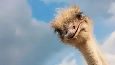 Do Ostrich Have Teeth