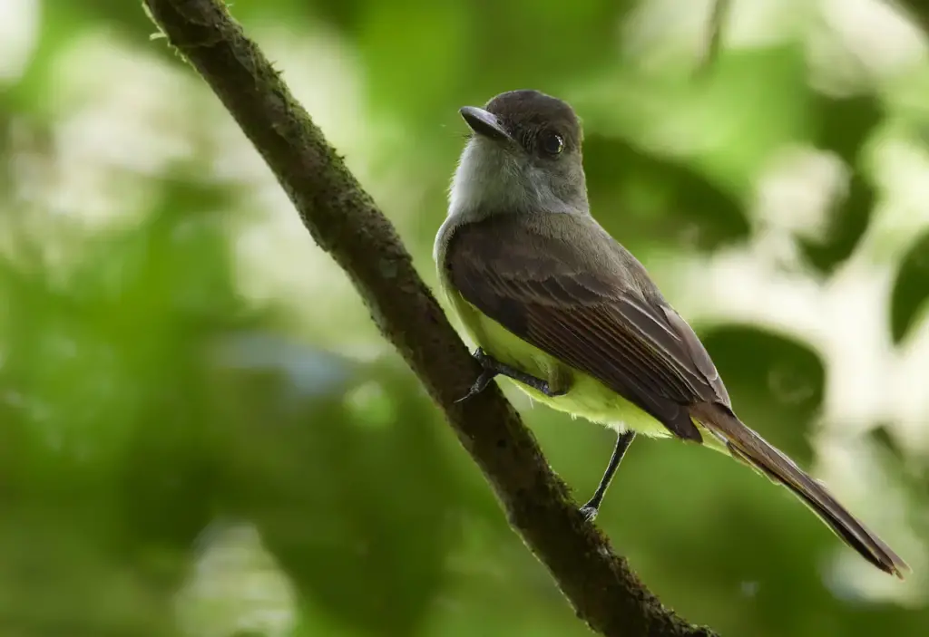 Dusky-capped Flycatcher 