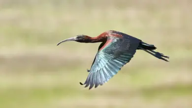 Dwarf Olive Ibises Flying