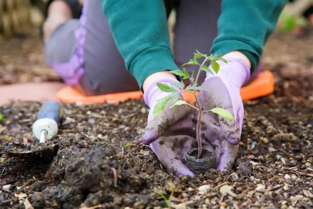 Eco-Friendly Gardening Planting Plant