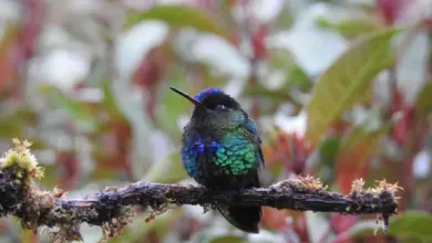 The Fiery-throated Hummingbirds Resting In A Tree