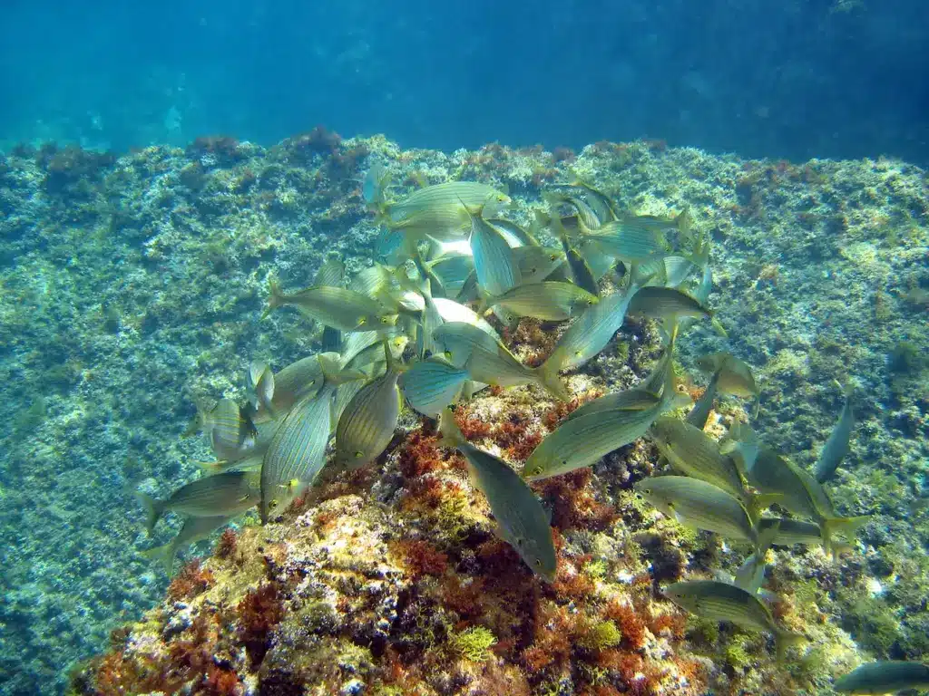 Fish Eating Around A Rock