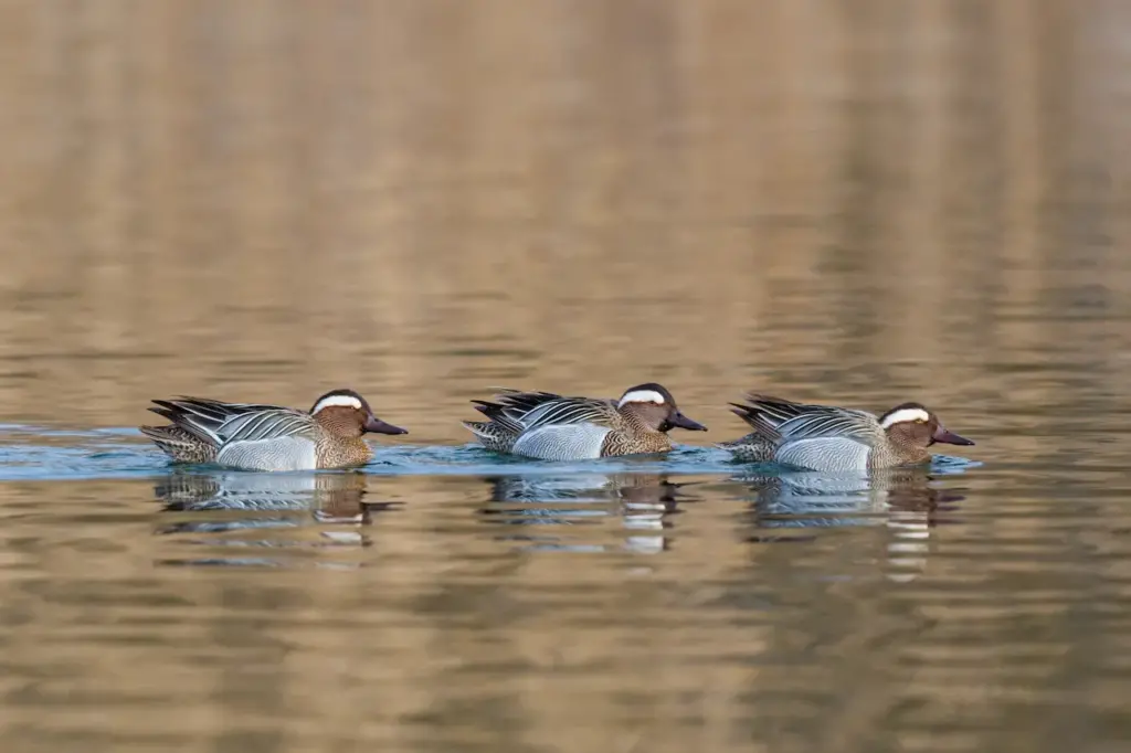 Three Garganey Ducks Swimming In The Water