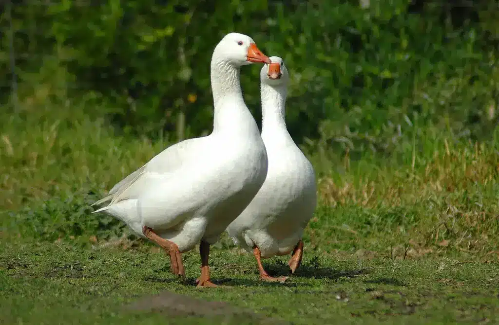 Two White Geese Looking For Food 