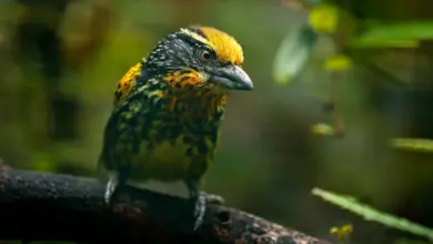 Gilded Barbets Sitting On A Tree