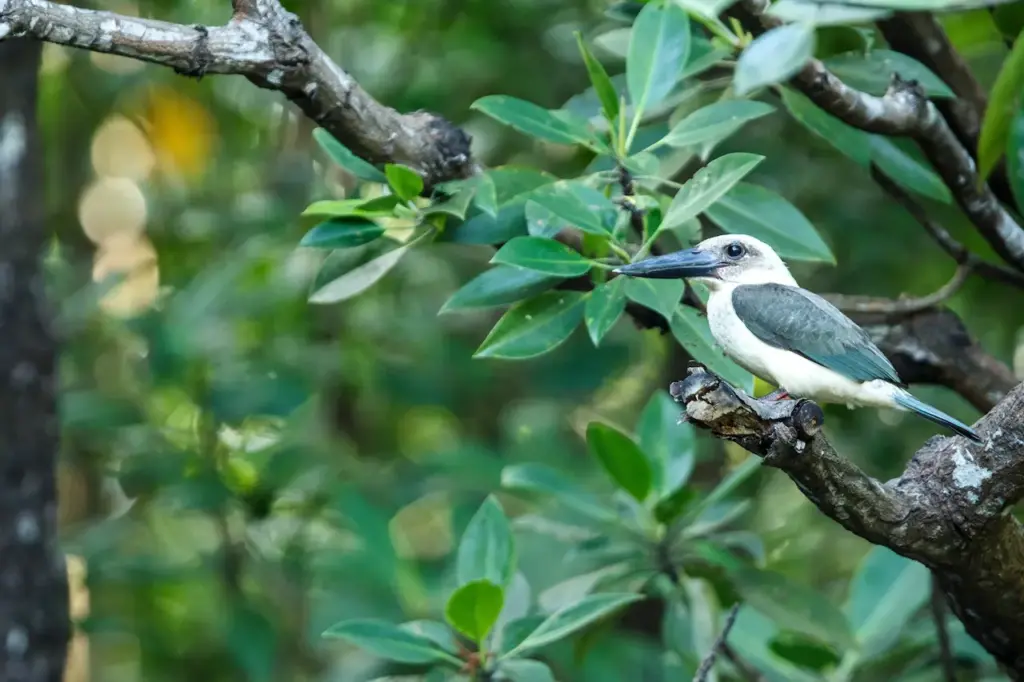 Great-billed Kingfishers Perched on Tree