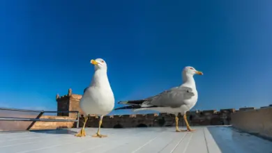 Great Black-backed Gulls On The Roof