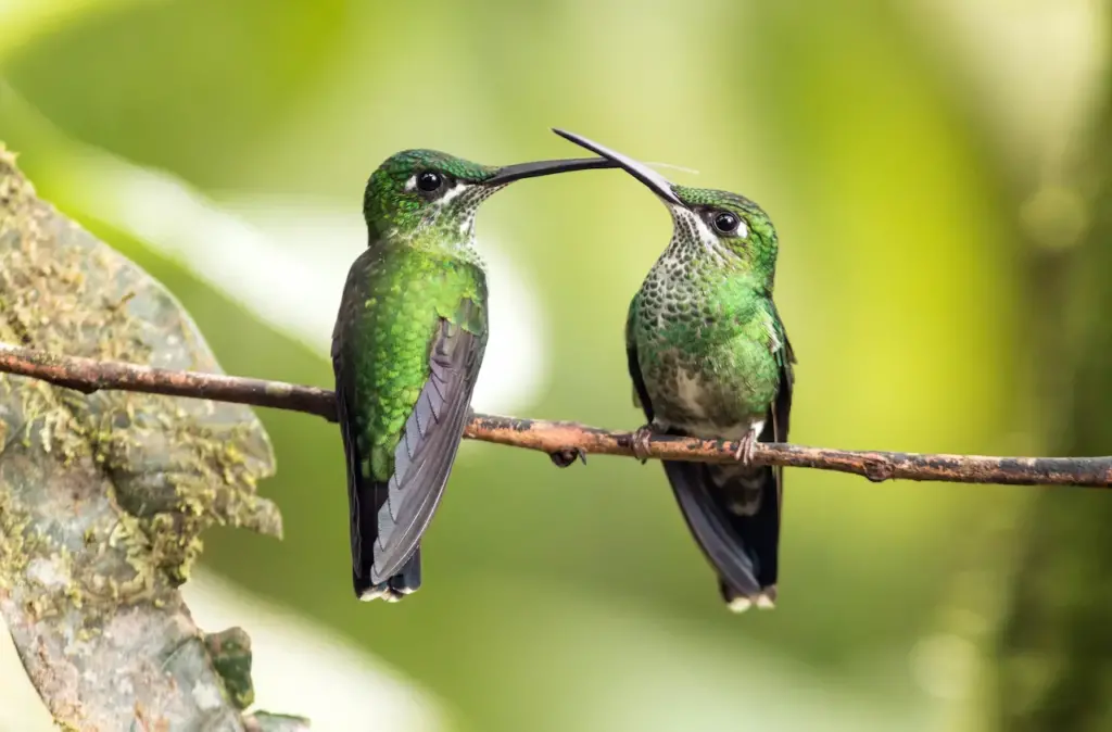 Green-crowned Brilliant Hummingbirds 