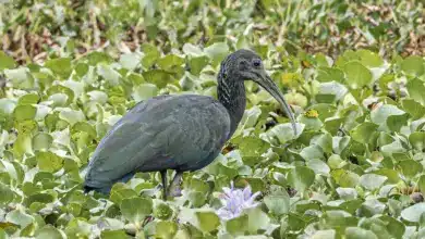 Green Ibises On The Swamp