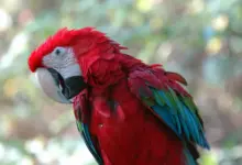 Green-Winged Macaw Close Up
