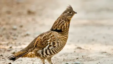 Grouse Walking Alone On The Ground