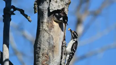 Hairy Woodpeckers Bird House Inside In The Hole of A Tree