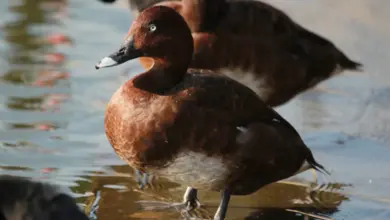 A Hardhead Ducks Standing in the Water