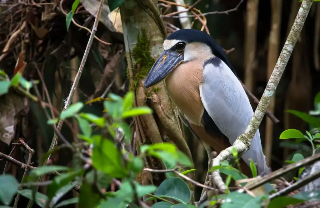 Boat Billed Heron Perched on Tree Heron Species