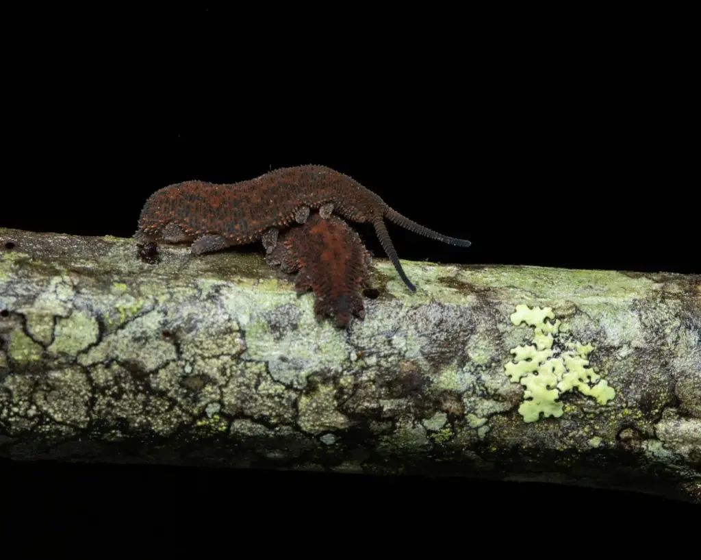 How Does the Velvet Worm Catch Its Prey