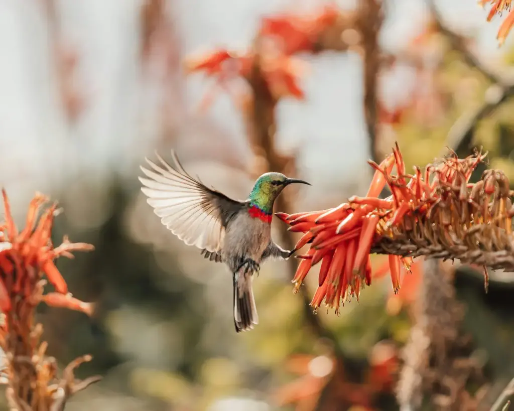 Hummingbird Flying Near Flowers