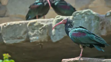 Bald Ibis Standing On A Rock Ibis Species Information