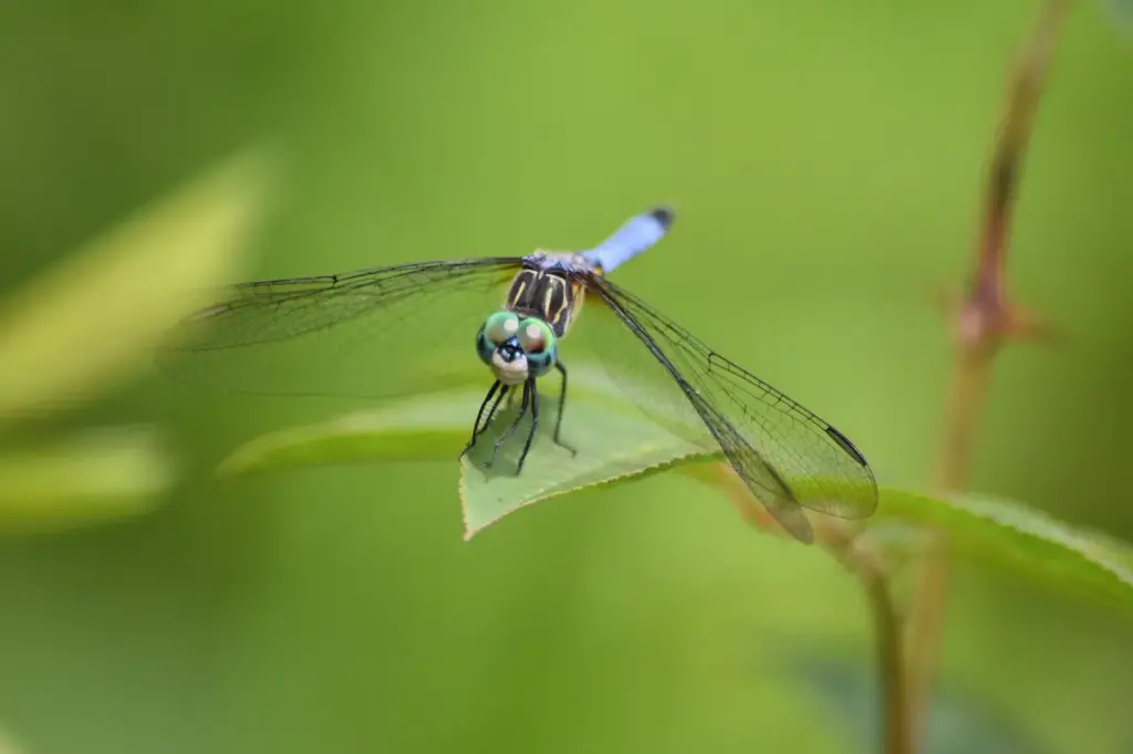 Insect Anatomy Dragonfly On Plant Macro