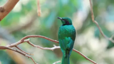 Iris Glossy-starling Perched On A Tree Branch