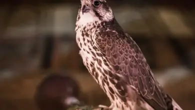 The Lanner Falcon