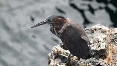 Lava Herons Resting in the Rocks