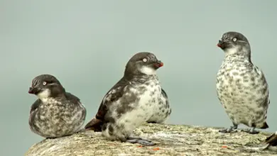 Least Auklets