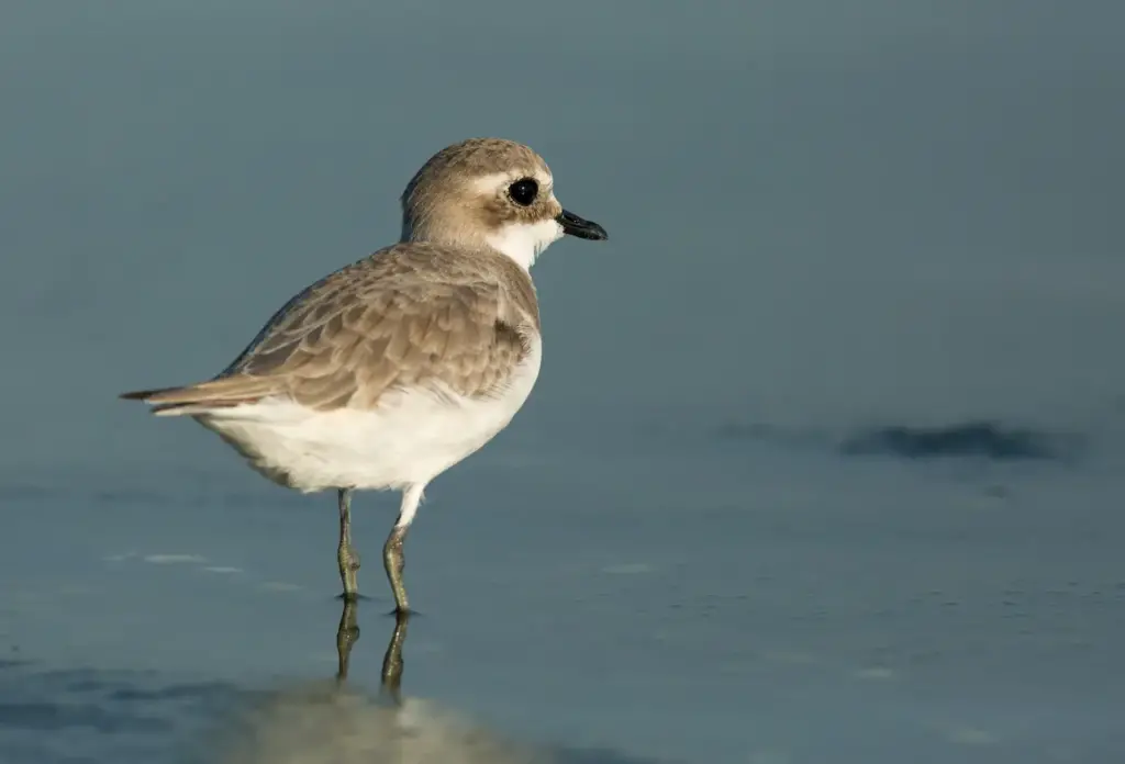 Lesser Sand Plovers