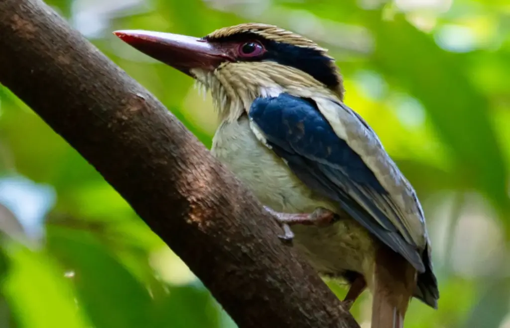 The Lilac Kingfisher On Perched On A Tree