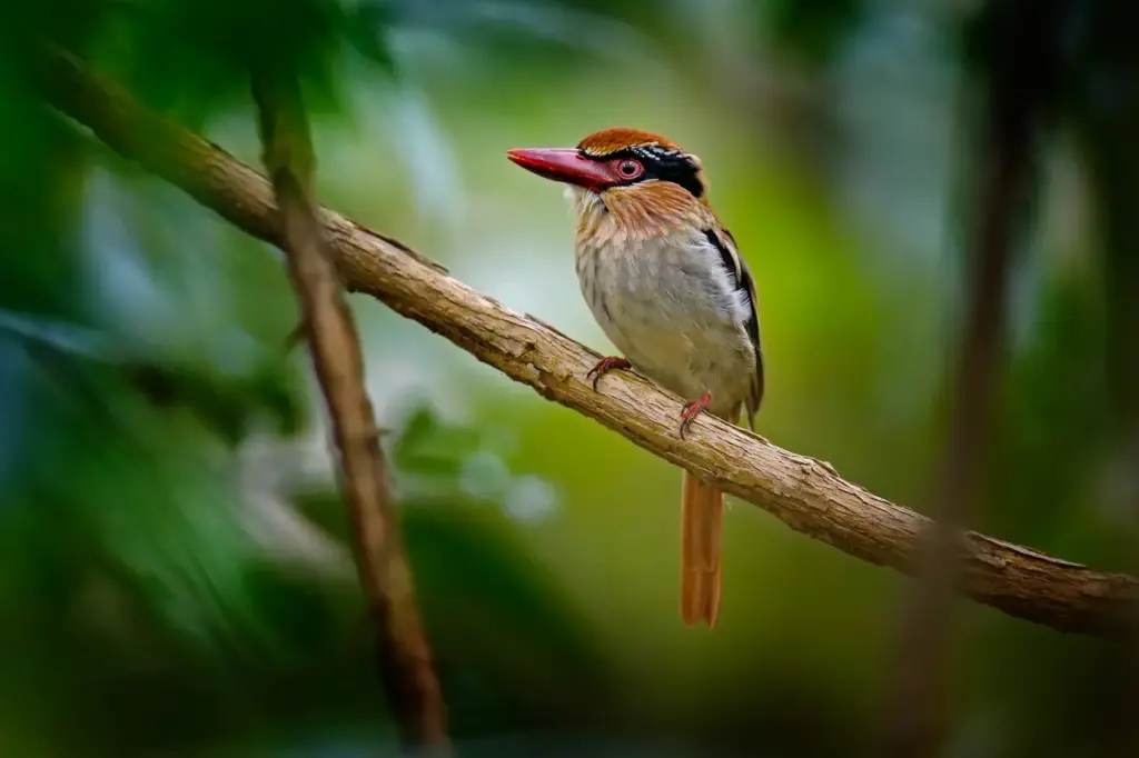 Lilac Kingfishers Sitting On A Branch