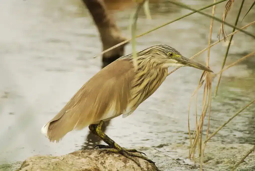 Little Bittern in the Swamp