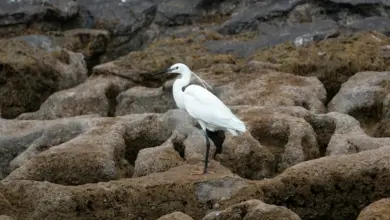 The Little Egrets Looking For Food In The Seaside