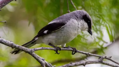 The Loggerhead Shrikes Perched In A Mesquite Tree.