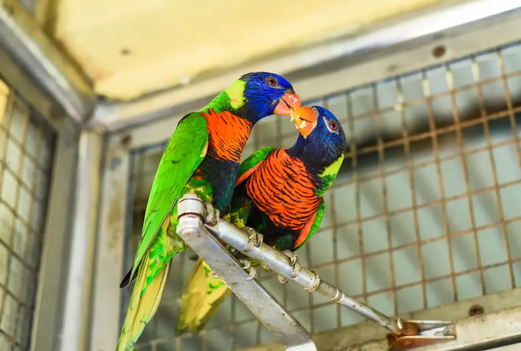 Loriini Parrots Love Birds On A Branch 