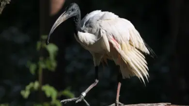 A Madagascar Sacred Ibises On The Wood