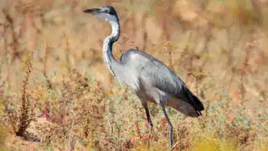 A Black-headed Heron Madagascar Water Birds