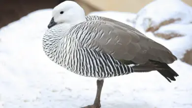 Magellan Geese on the Snow