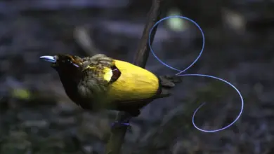 Closeup Image of Magnificent Bird of Paradise