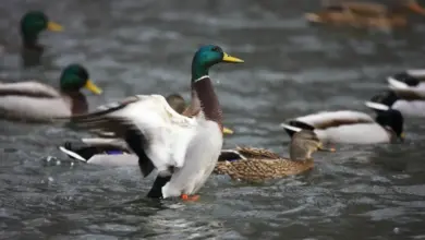 Mallard Hybrids Swimming On The Water