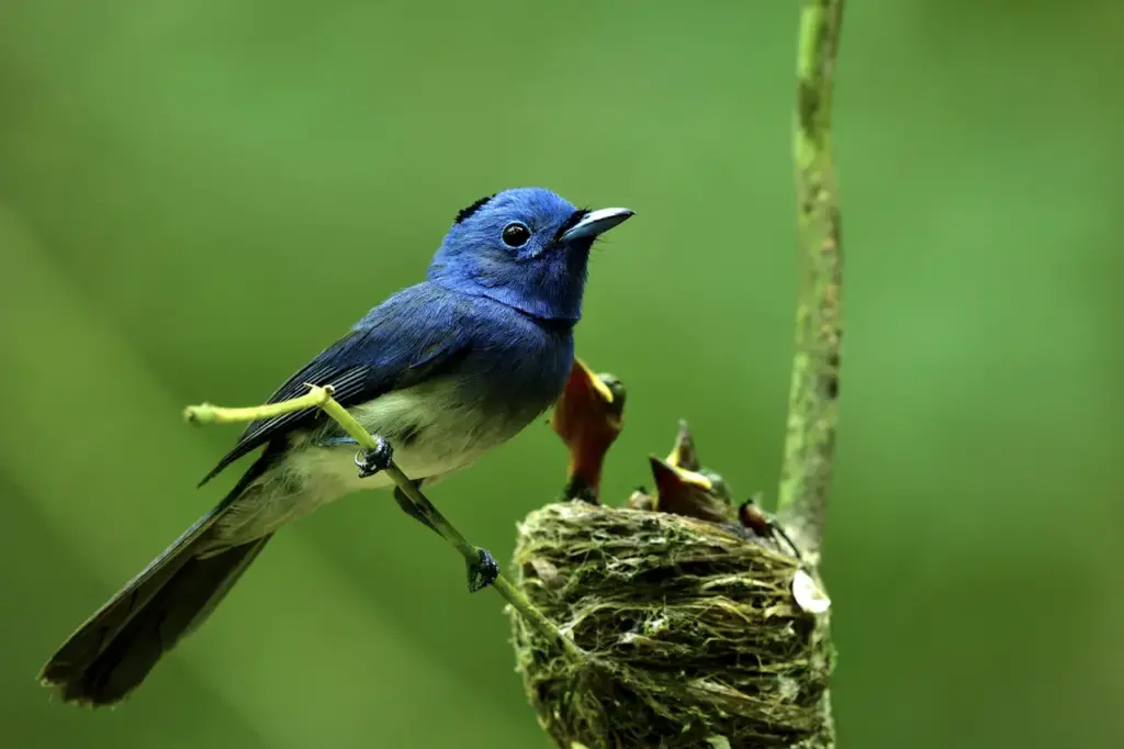 Monarch Flycatchers on the Nest with its Young