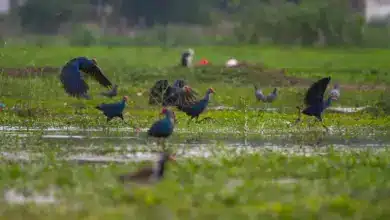 Moorhens In The Swamp